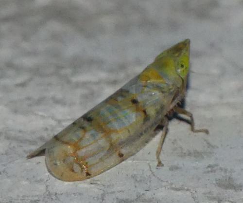 Japananus hyalinus